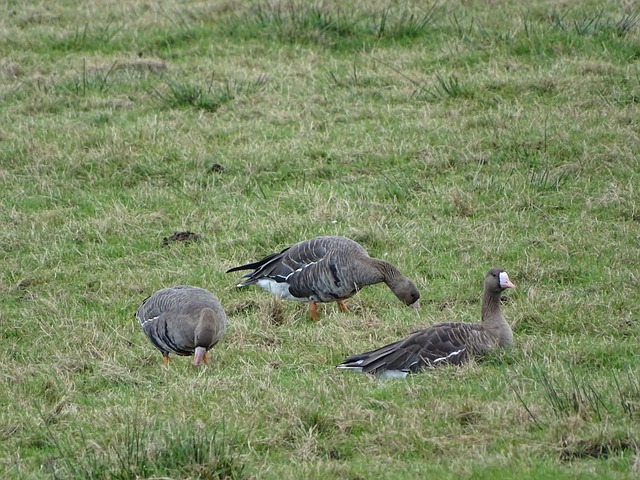 C罗和马内 C罗和马内